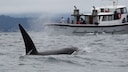 urch den Meereslärm werden Orcas immer erfolgloser beim Jagen.