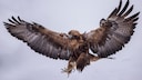 In der Vergangenheit wurden größere Adler gejagt, weil die unbegründete Angst bestand, dass diese Kinder mitnehmen könnten