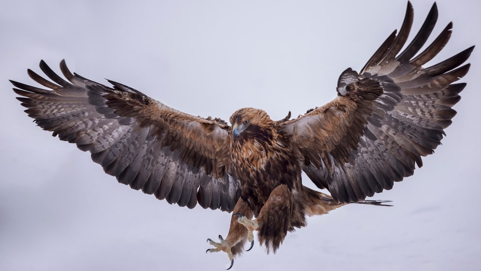 In der Vergangenheit wurden größere Adler gejagt, weil die unbegründete Angst bestand, dass diese Kinder mitnehmen könnten