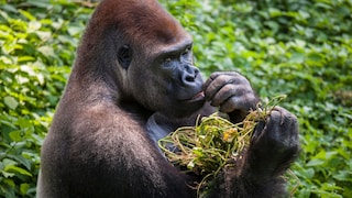 Viele Affenarten - wie Gorillas sind sich scheinbar der heilenden Wirkung einiger Pflantzen bewusst