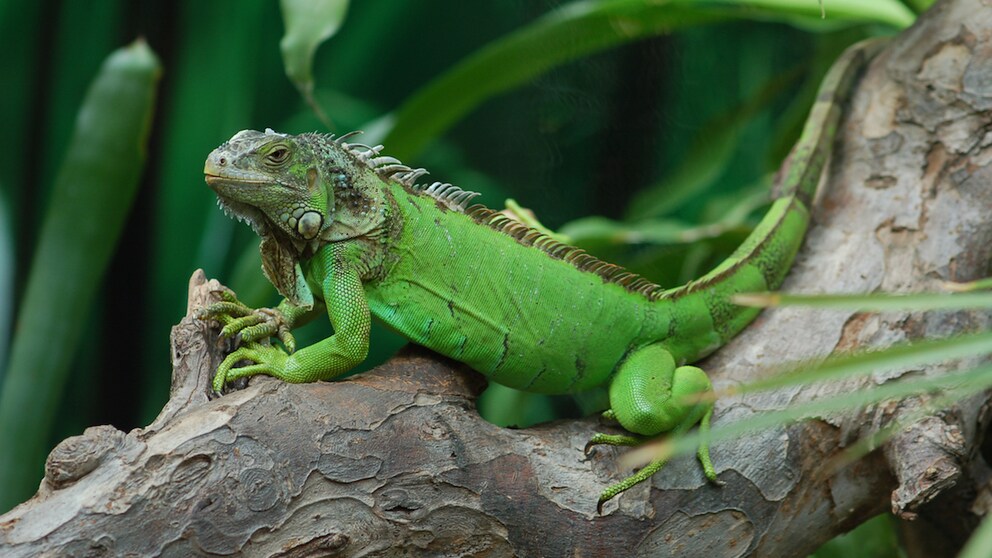 Grüner Leguan