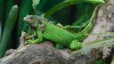 Grüner Leguan