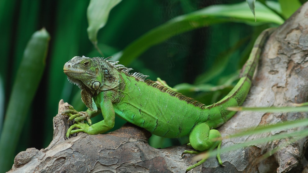 Grüner Leguan