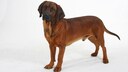 Hannoverscher Schweißhund
