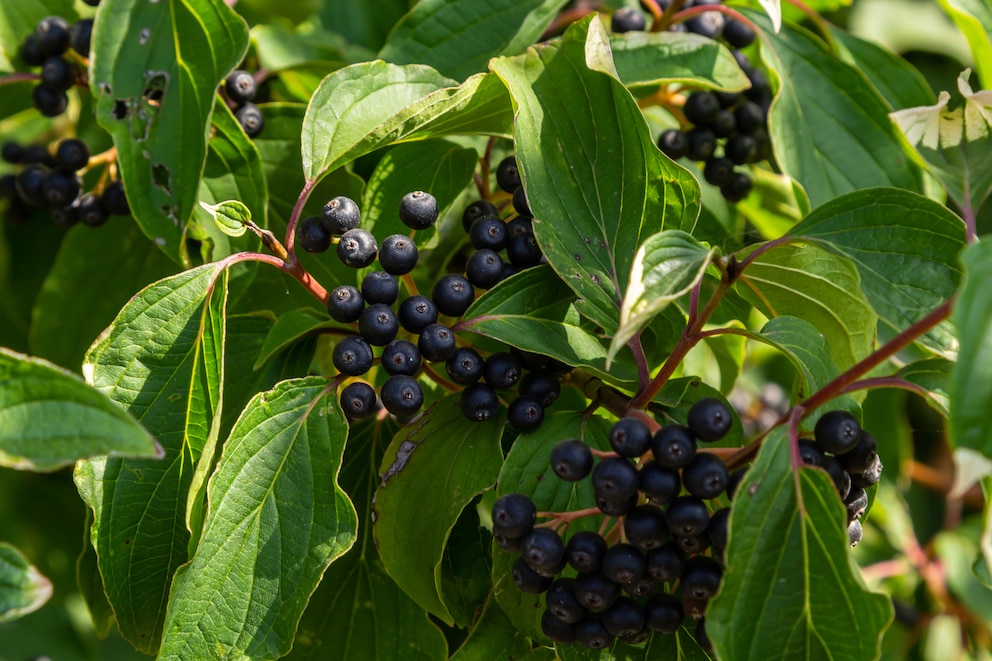 Beeren des Hartriegels (Cornus sanguinea)