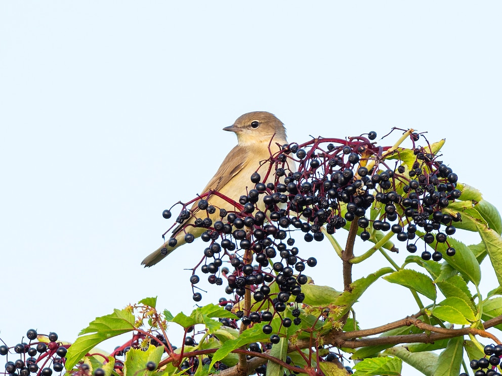 Vogel an Hollunderbusch