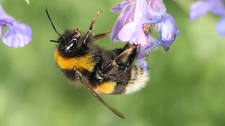 Erdhummel (Bombus terrestris) an iner Blüte