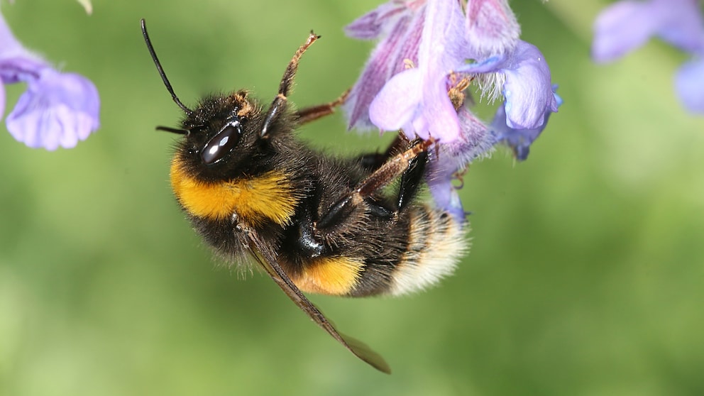 Erdhummel (Bombus terrestris) an iner Blüte