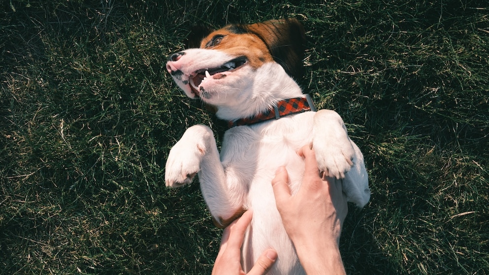 Hunde Bauch streicheln