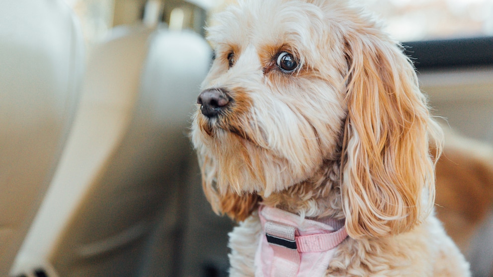 Hund mit besorgtem Gesichtsausdruck im Auto