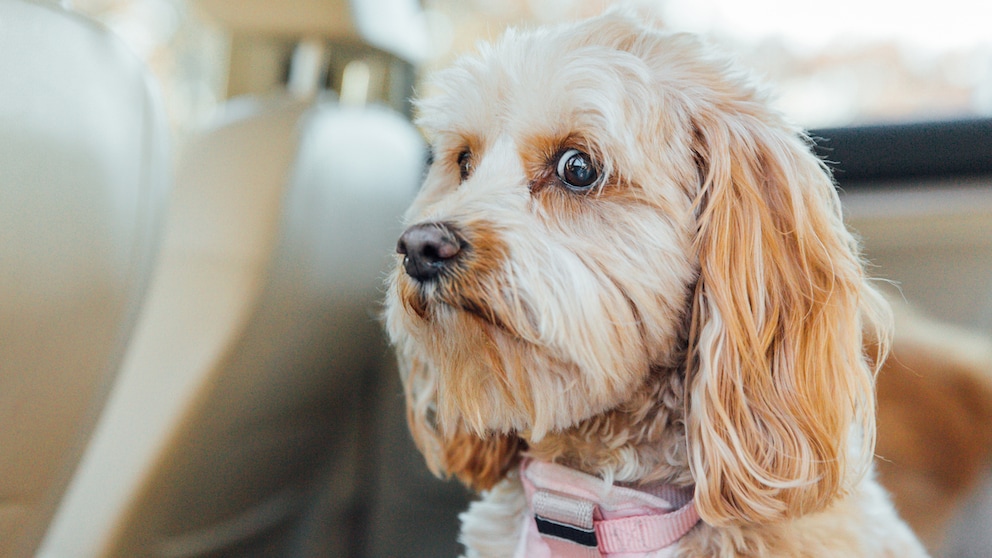 Hund mit besorgtem Gesichtsausdruck im Auto