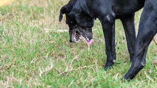 Nüchtern Erbrechen Hund