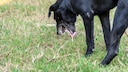 Nüchtern Erbrechen Hund