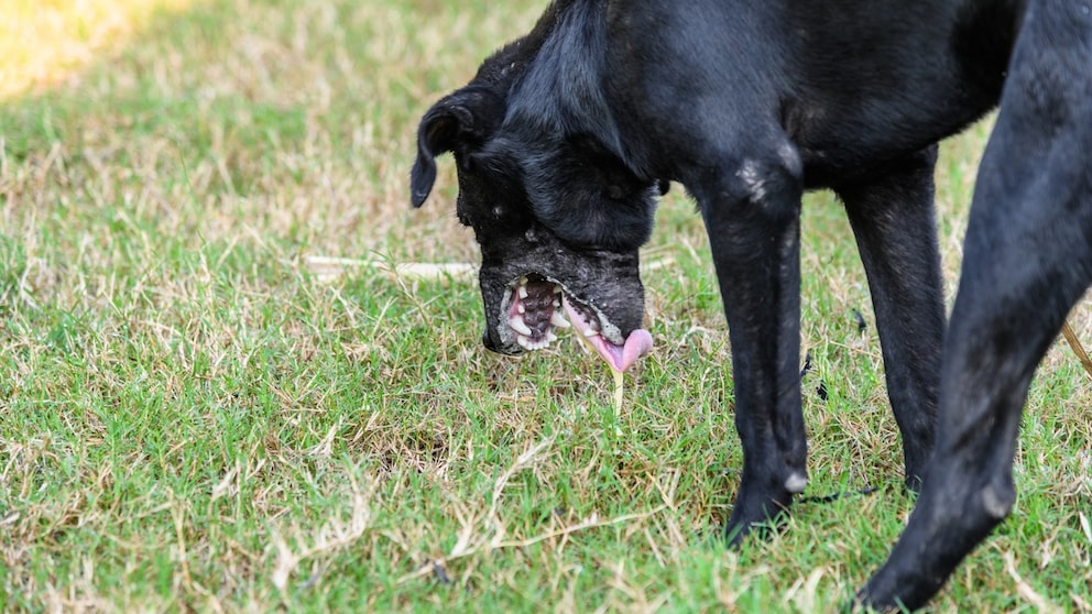 Nüchtern Erbrechen Hund