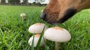 Hund schnüffelt an Pilzen.