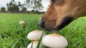 Hund schnüffelt an Pilzen.