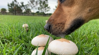 Hund schnüffelt an Pilzen.