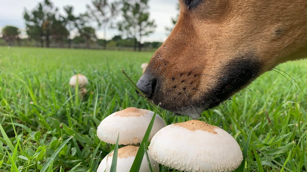 Hund schnüffelt an Pilzen.