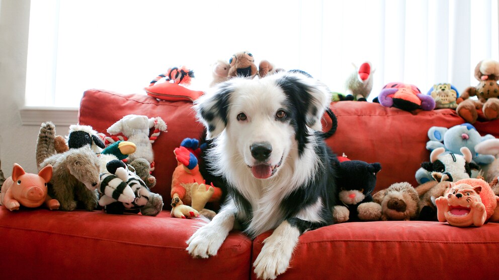 Border Collie auf einem roten Sofa umgeben von Stofftieren und Spielzeugen