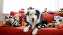 Border Collie auf einem roten Sofa umgeben von Stofftieren und Spielzeugen