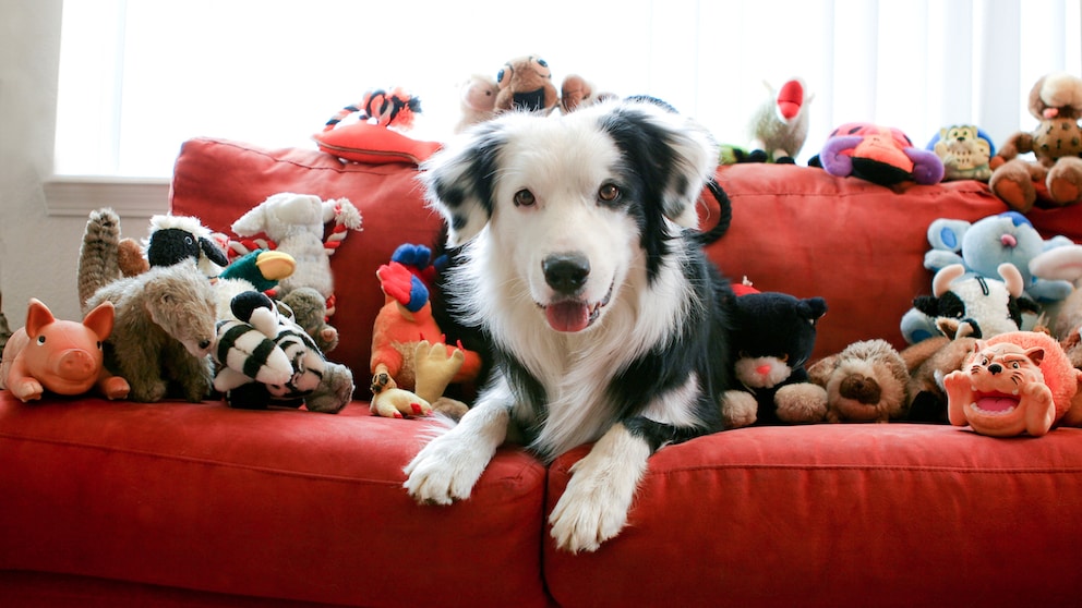 Border Collie auf einem roten Sofa umgeben von Stofftieren und Spielzeugen