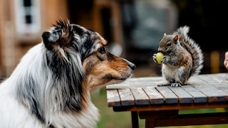 Hund beobachtet Eichhörnchen mit Weintraube