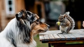 Hund beobachtet Eichhörnchen mit Weintraube