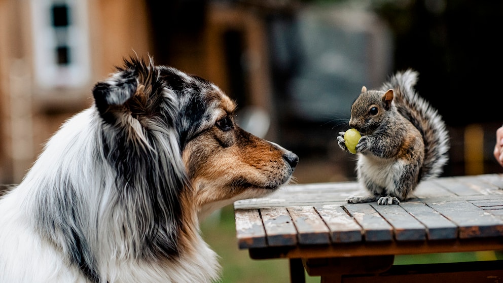 Hund beobachtet Eichhörnchen mit Weintraube