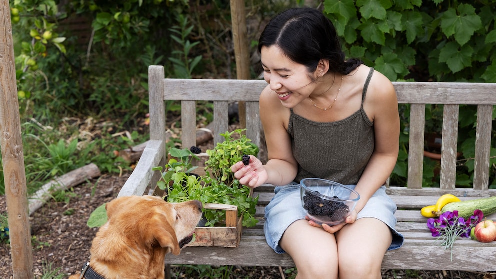 Hunde Brombeeren essen