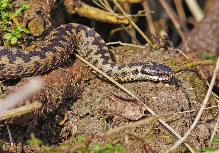 Dogs Snakes