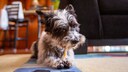 Ein Yorkshire Terrier kaut einen Hundesnack