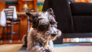 Ein Yorkshire Terrier kaut einen Hundesnack