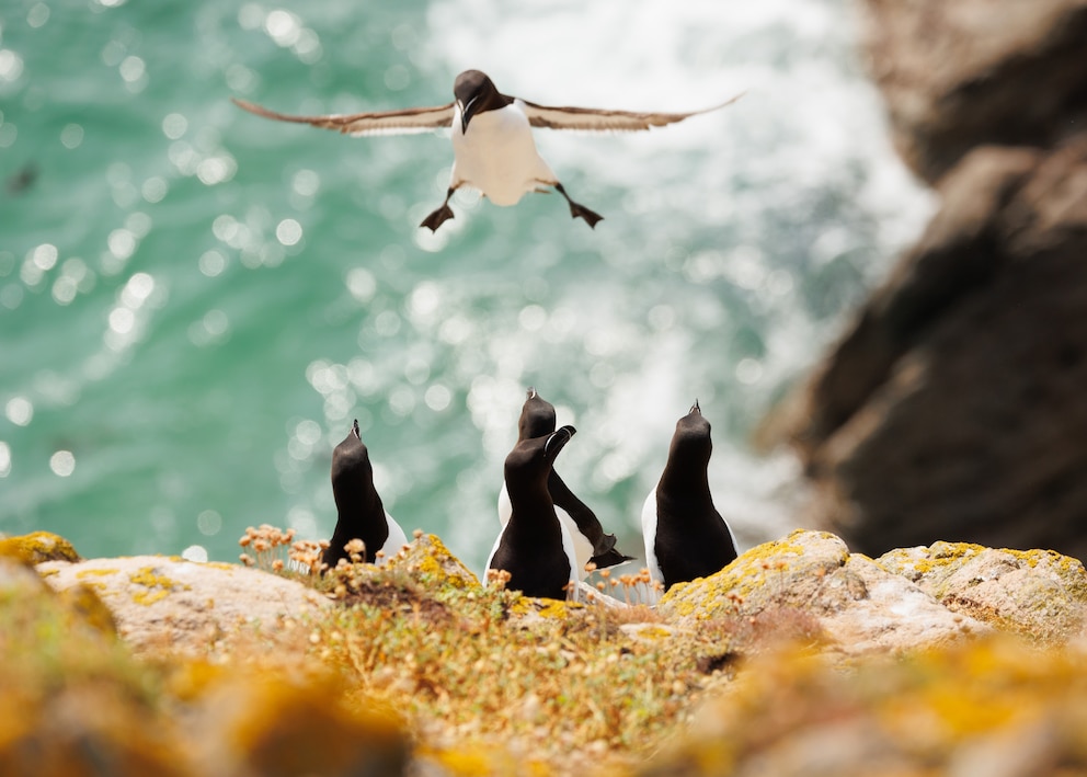 „Ist es ein Vogel? Ist es ein Flugzeug? Nein, es ist Superman!“ Dies dürften sich die drei Pinguine gesagt haben.