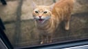 Rote Katze vor verschlossener Glastür