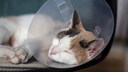 Katze Kastration