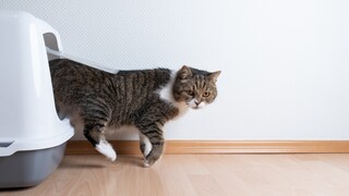 Katze Klo-Sprint