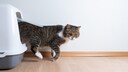 Katze Klo-Sprint