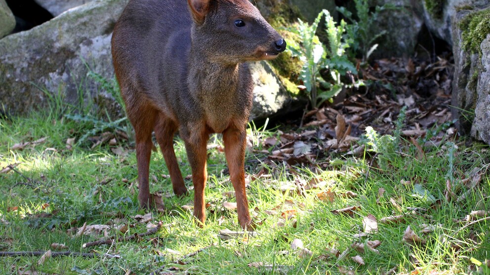 Kleinster Hirsch der Welt: Pudu