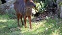 Kleinster Hirsch der Welt: Pudu