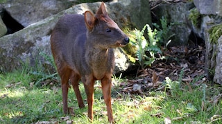 Kleinster Hirsch der Welt: Pudu