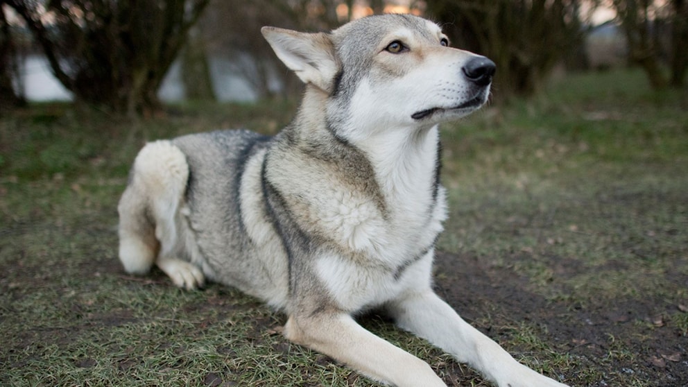 Saarlooswolfshund liegt im Gras