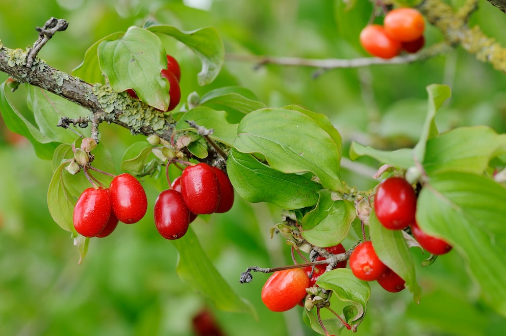 Früchte der Kornelkirsche (Cornus mas)