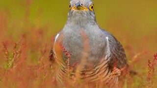 Nahaufnahme eines Kuckucks auf Gras sitzend