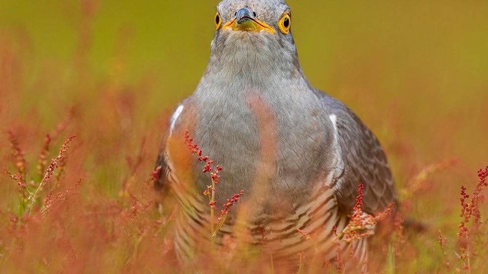 Nahaufnahme eines Kuckucks auf Gras sitzend