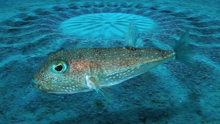 Kugelfisch Torquigener albomaculosus vor einem von ihm angelegten Unterwassergarten