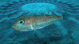 Kugelfisch Torquigener albomaculosus vor einem von ihm angelegten Unterwassergarten