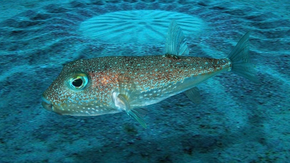 Kugelfisch Torquigener albomaculosus vor einem von ihm angelegten Unterwassergarten