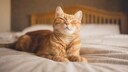 Orangefarbene Katze liegt auf dem Bett