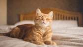 Orangefarbene Katze liegt auf dem Bett