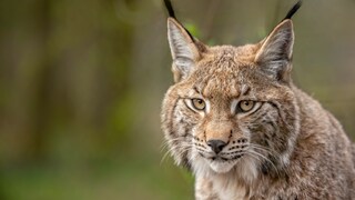 Europäischer Luchs Nahaufnahme
